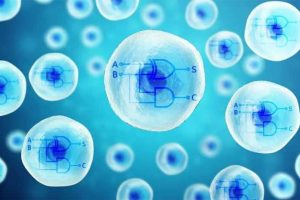 Биосинтетический двухъядерный клеточный компьютер