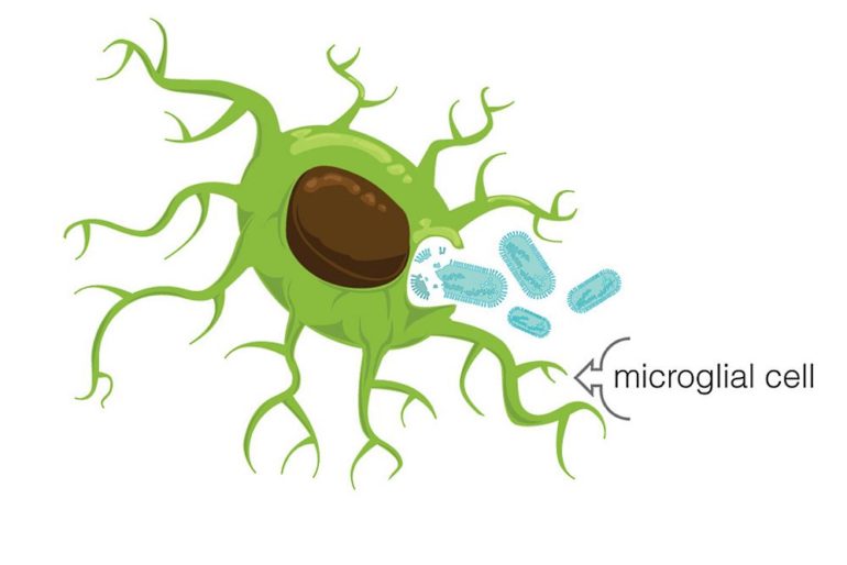 Новый взгляд на микроглиальные клетки