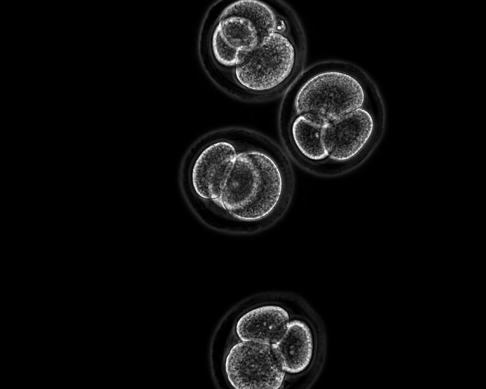 4-х клеточная стадия эмбриона мыши