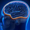 Ультразвуковой метод восстановления дофаминергического пути в головном мозге на ранних стадиях болезни Паркинсона