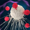 Роль Т-клеток в борьбе с раком