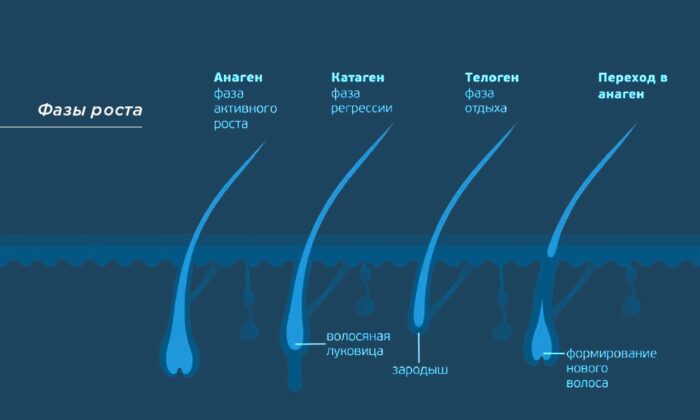 Фазы роста волос